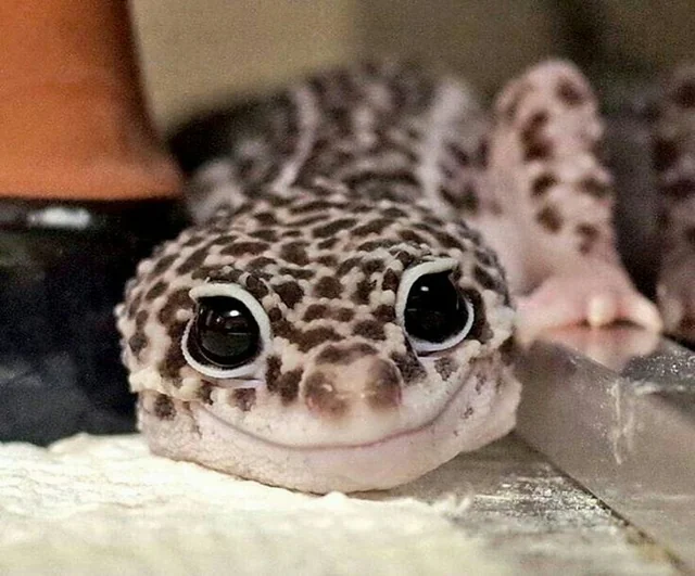 foto Leopard Gecko